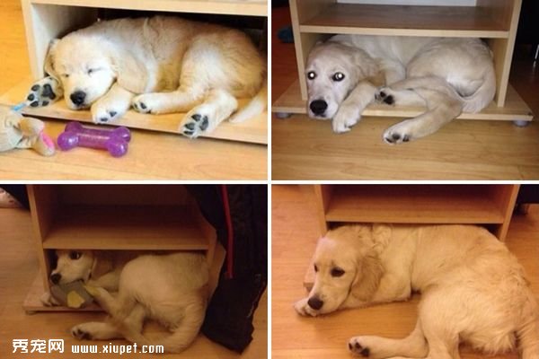 ������������Զ��һֻ������ĳ���С����