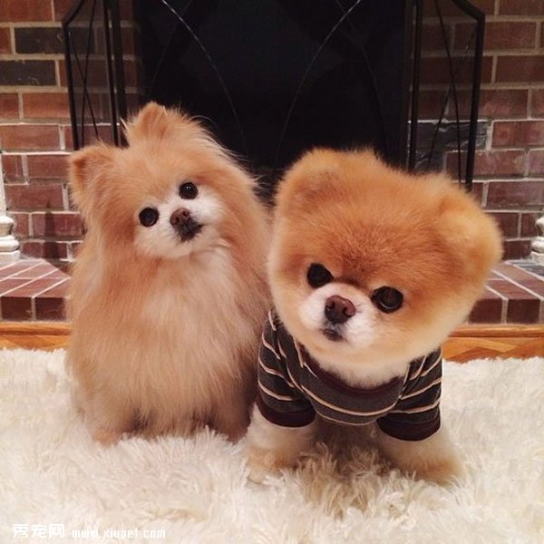 �����ﹷͼƬ���û���һ���ӣ����ȵĹ���Boo&Buddy