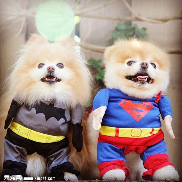 �����ﹷͼƬ���û���һ���ӣ����ȵĹ���Boo&Buddy