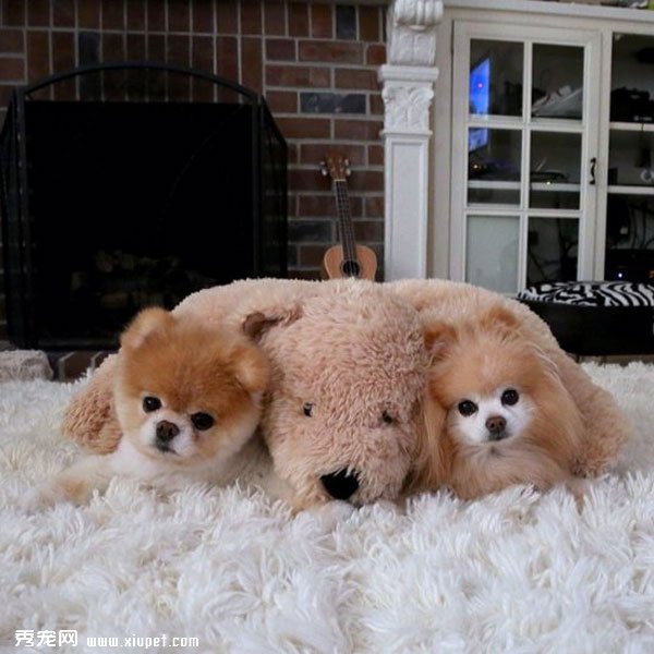 �����ﹷͼƬ���û���һ���ӣ����ȵĹ���Boo&Buddy