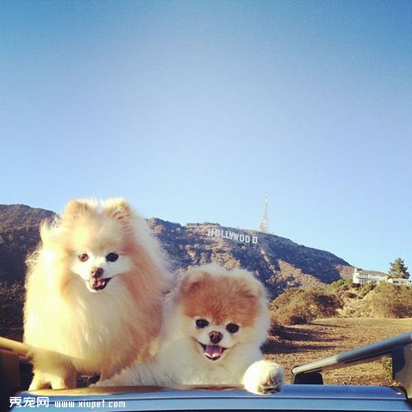 �����ﹷͼƬ���û���һ���ӣ����ȵĹ���Boo&Buddy
