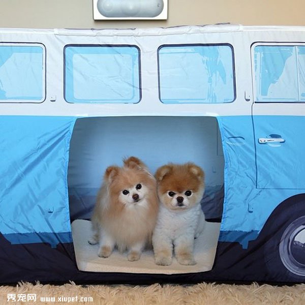 �����ﹷͼƬ���û���һ���ӣ����ȵĹ���Boo&Buddy