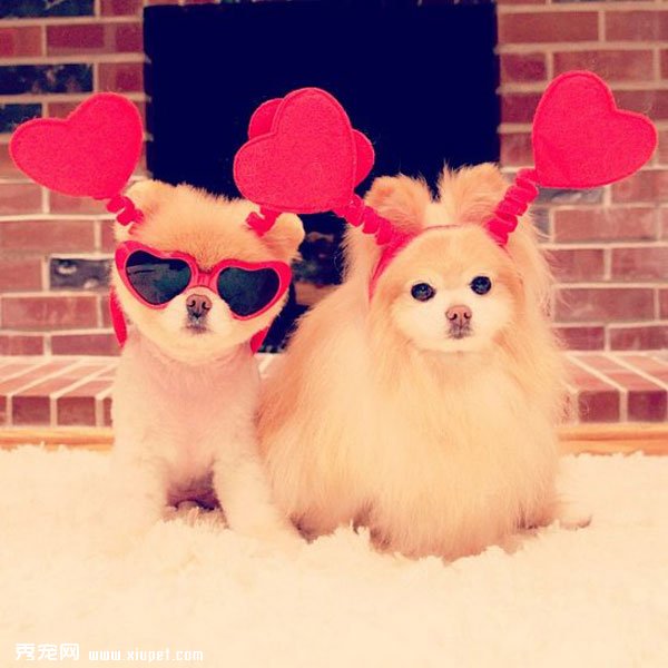 �����ﹷͼƬ���û���һ���ӣ����ȵĹ���Boo&Buddy