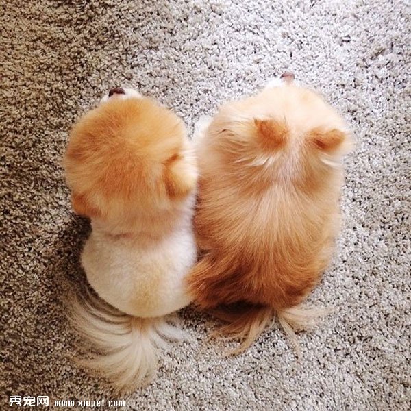 �����ﹷͼƬ���û���һ���ӣ����ȵĹ���Boo&Buddy