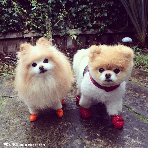 �����ﹷͼƬ���û���һ���ӣ����ȵĹ���Boo&Buddy