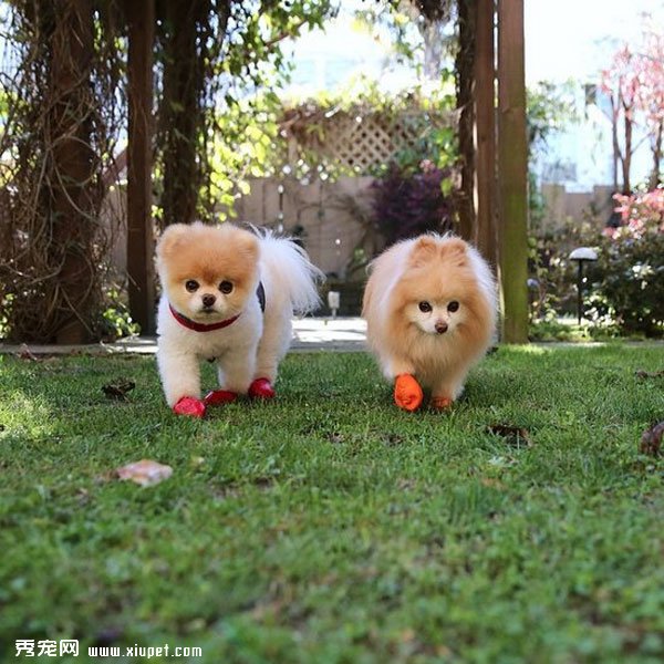 �����ﹷͼƬ���û���һ���ӣ����ȵĹ���Boo&Buddy