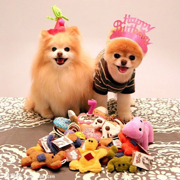 �����ﹷͼƬ���û���һ���ӣ����ȵĹ���Boo&Buddy