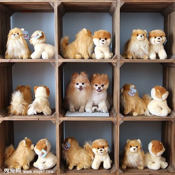 �����ﹷͼƬ���û���һ���ӣ����ȵĹ���Boo&Buddy