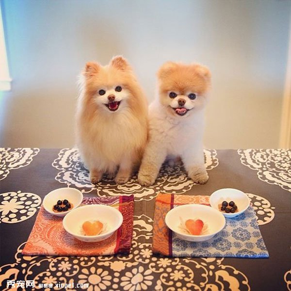 �����ﹷͼƬ���û���һ���ӣ����ȵĹ���Boo&Buddy