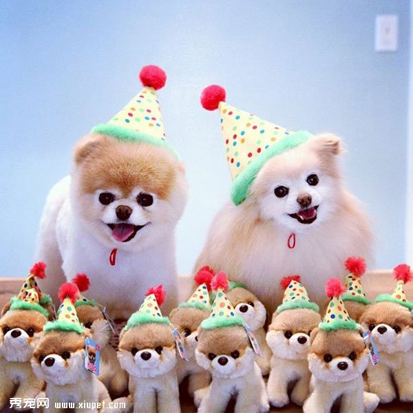 �����ﹷͼƬ���û���һ���ӣ����ȵĹ���Boo&Buddy