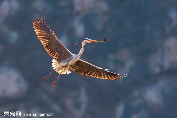 ������ͼƬ�����ظ���ͼ��