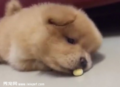 ������ʨȮ�Ը�С��ͷ���Ц����
