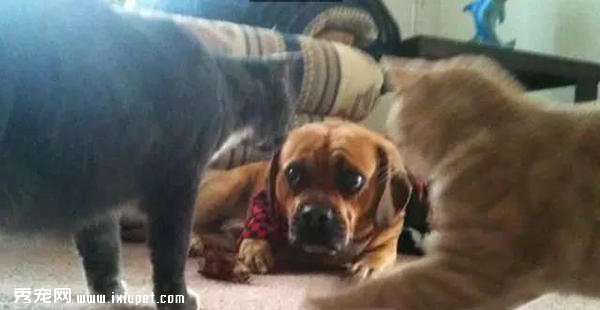 15���á���Ц���ա�������һ������ĳ��ȹ�����-����˵