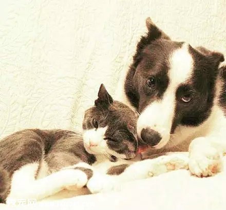 ������Ȼ������װ�������������ͬ��ɫè�����������