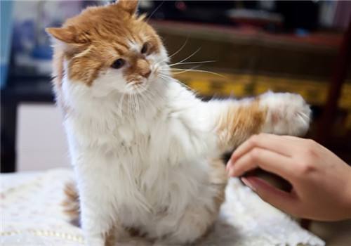 一,猫咪不乖爱打架的原因