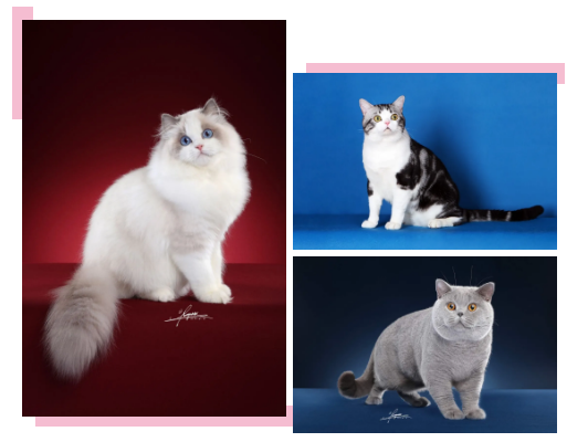 QQ��ͼ20200817173805.png