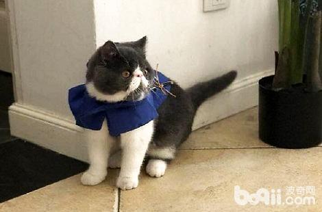 �ӷ�è��è����ѡ��Ӧ��ע��ķ���