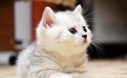 QQ��ͼ20210609093133.png