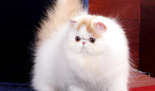 QQ��ͼ20210617091553.png