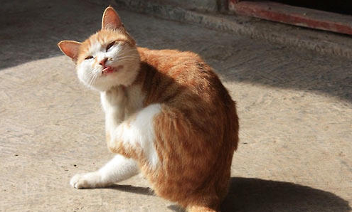 QQ��ͼ20210720094941.png