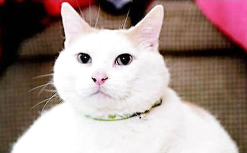 QQ��ͼ20210810172848.png