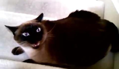 ����èҧ����ô��