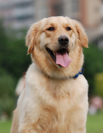 金毛寻回犬 金毛寻回犬