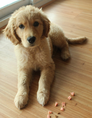 金毛寻回犬 金毛寻回犬