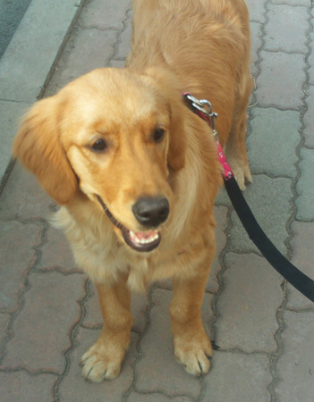 金毛寻回犬 金毛寻回犬