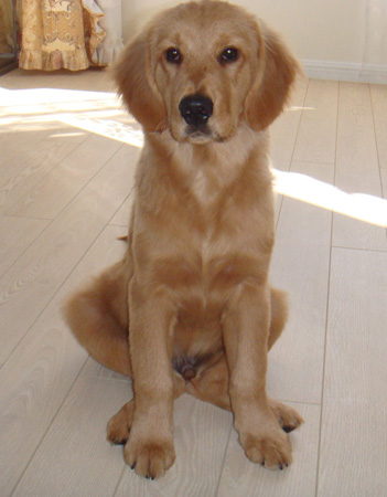 金毛寻回犬 金毛寻回犬
