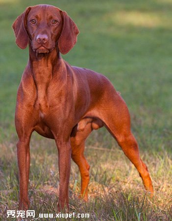 维希拉猎犬好养吗_维希拉猎犬训练方式_狗狗品种_宠物品种_秀惩网
