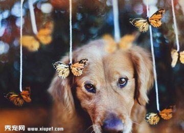 【金毛寻回犬图片】宠物狗狗的幸福 【金毛寻回犬图片】宠物狗狗的幸福