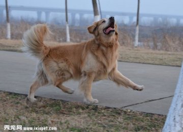 【金毛图片】漫步中的金毛寻回犬 【金毛图片】漫步中的金毛寻回犬
