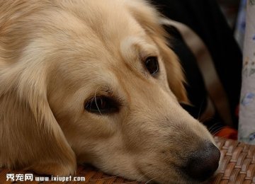 金毛寻回犬脸型高清特写照片 金毛寻回犬脸型高清特写照片