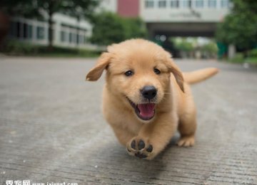憨厚小金毛幼犬高清图片 憨厚小金毛幼犬高清图片