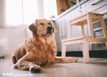 金毛犬和小朋友作案现场 金毛犬和小朋友作案现场