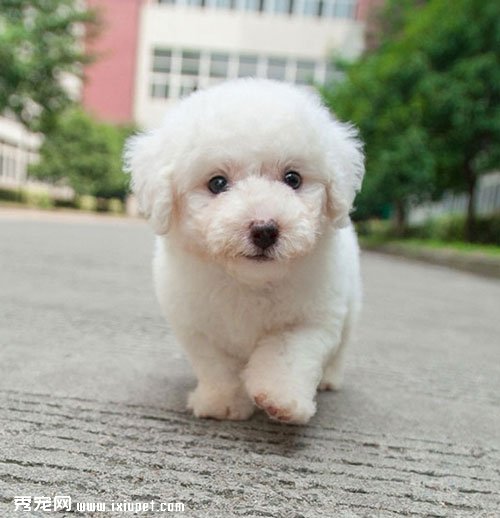 比熊幼犬超萌表情姿势 你受得了吗?