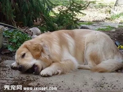 ����̰�Բͽ�ֽ��ʯͷ��ľм�������������أ�
