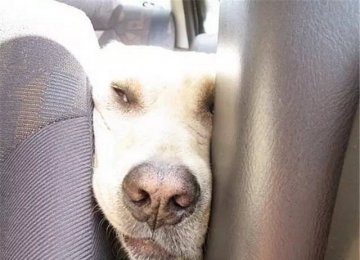 ��Щ����������ʵʱ֤