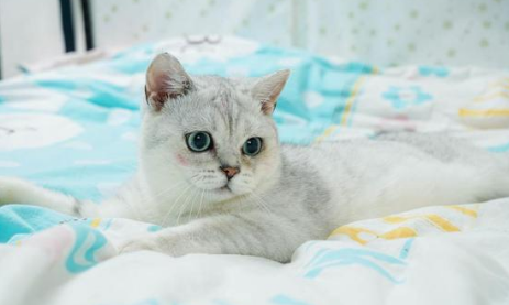 �人è��ǿ �������ڼ�è���������40�컹����һ��Сè
